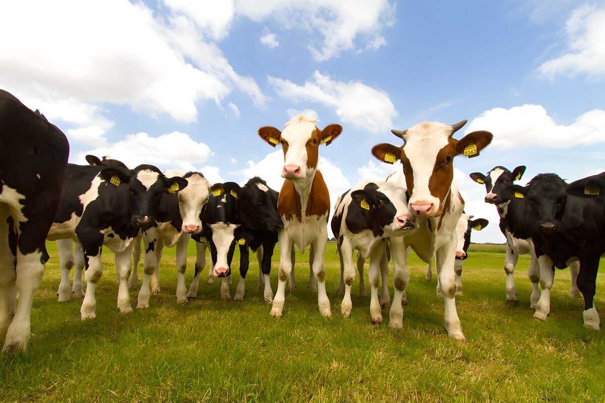 Vaches paisibles dans un pré verdoyant