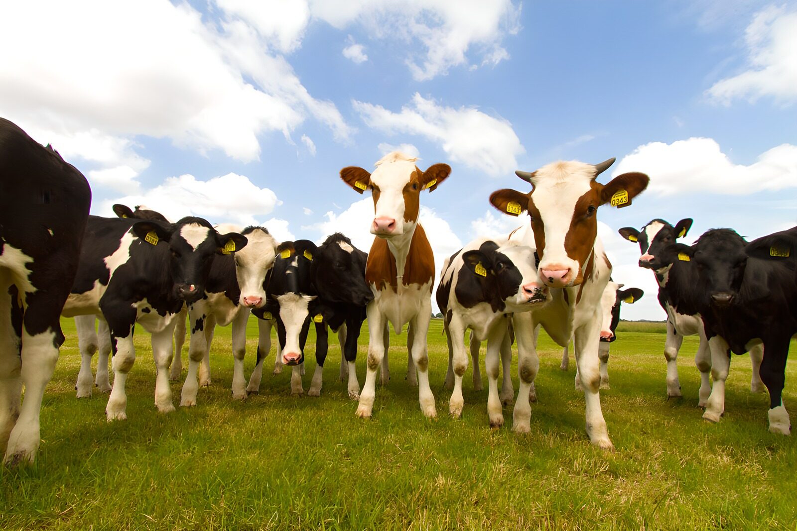 TPFR90869: Vaches paisibles dans un pré verdoyant