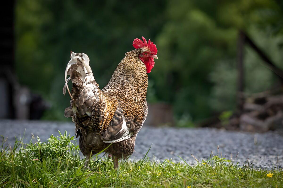 Coq majestueux dans la nature
