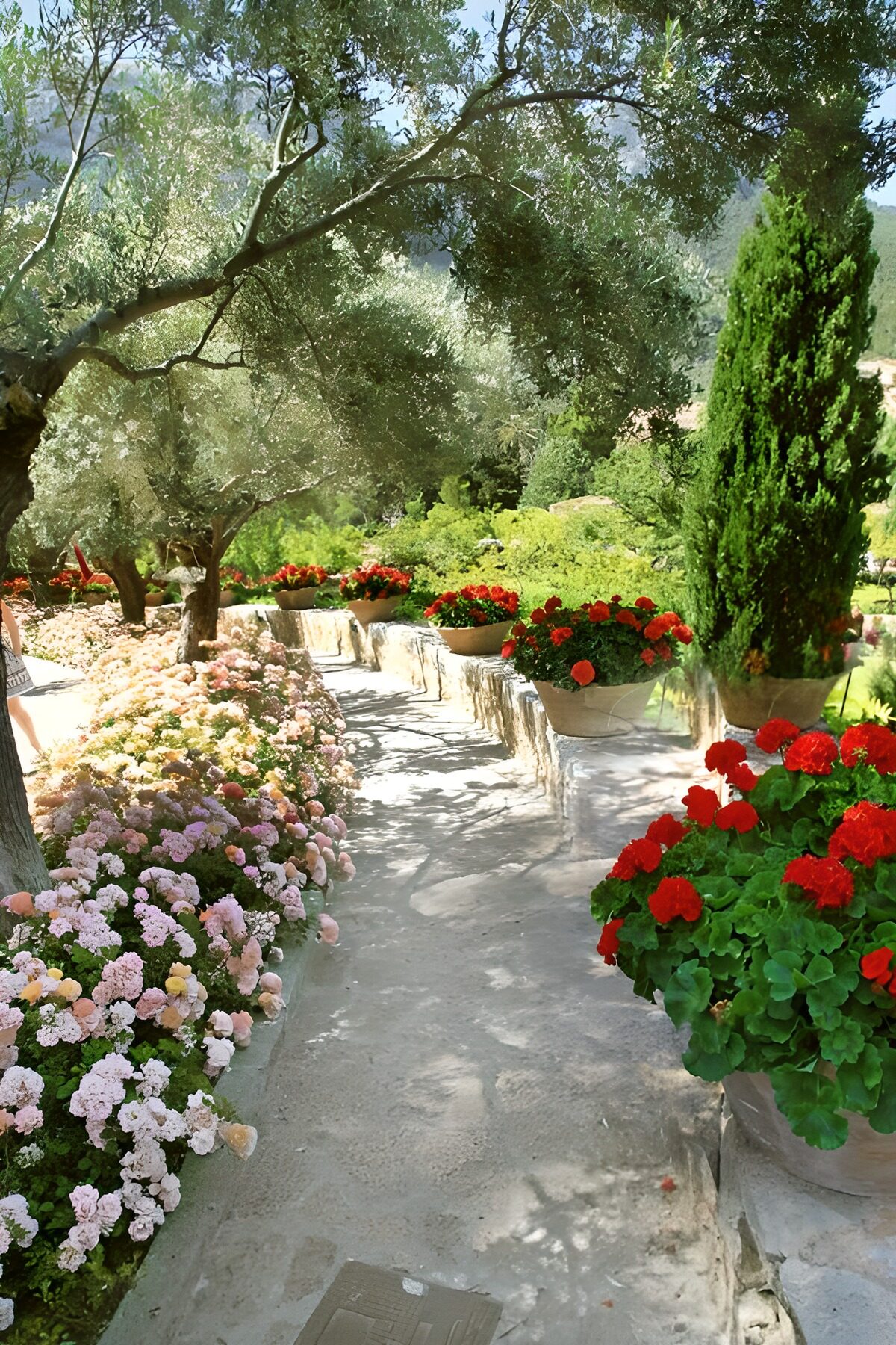 TPFR13949: Jardin fleuri sous les oliviers