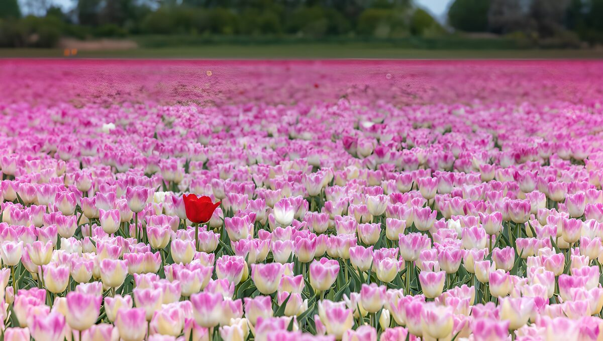 TPFR48229: Un champ de tulipes colorées