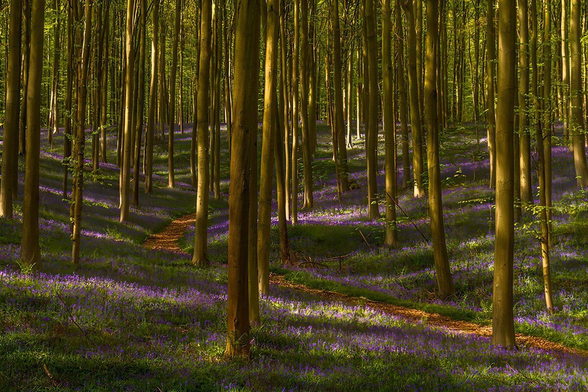 TPFR83881: Forêt en fleurs de bleuets