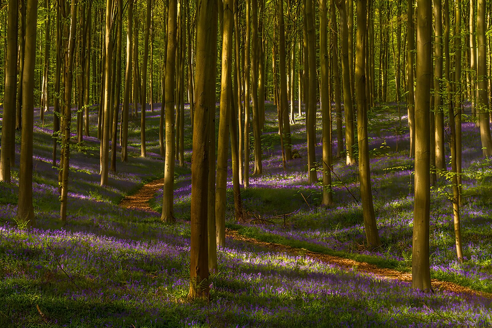 TPFR83881: Forêt en fleurs de bleuets