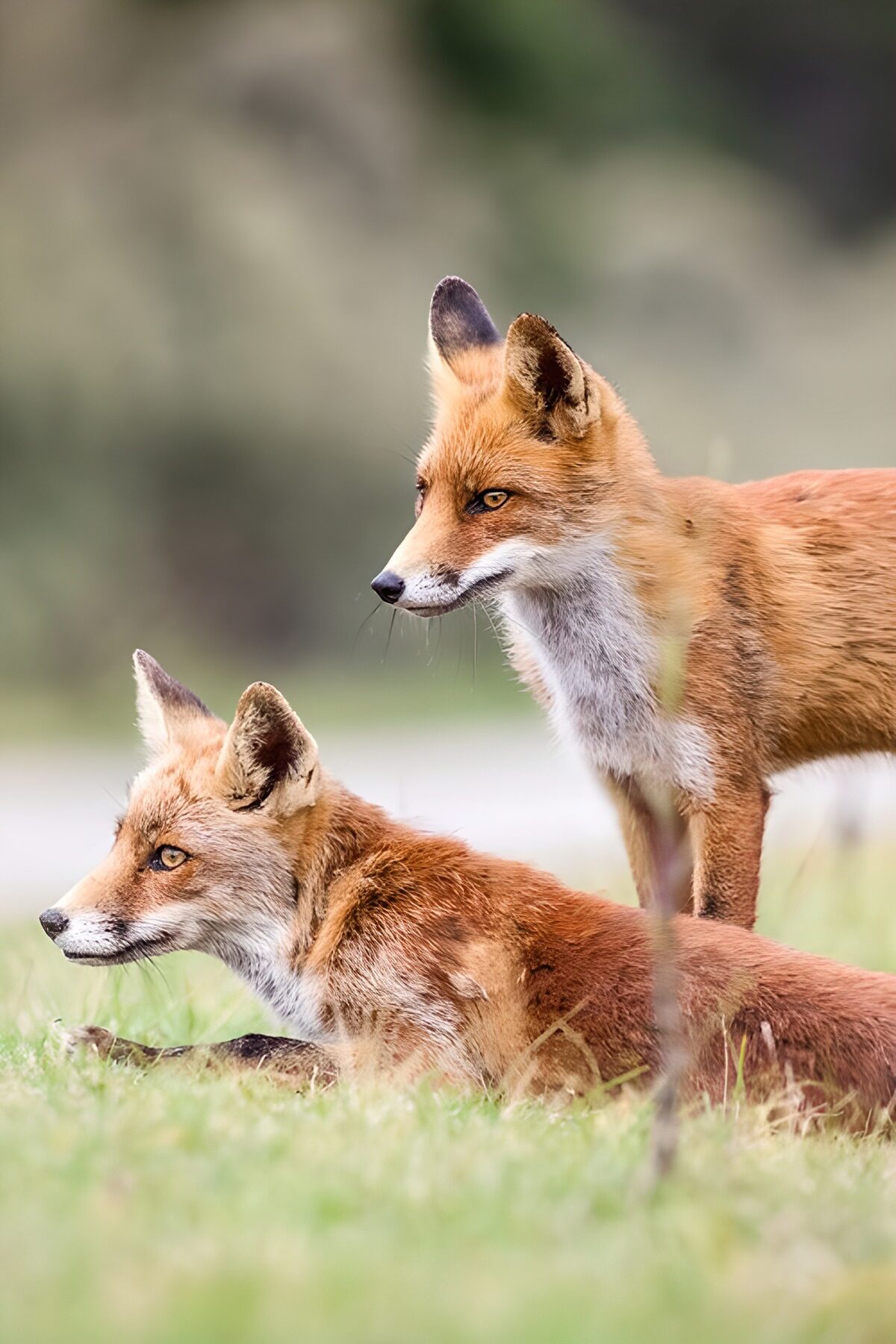 Renards dans la nature