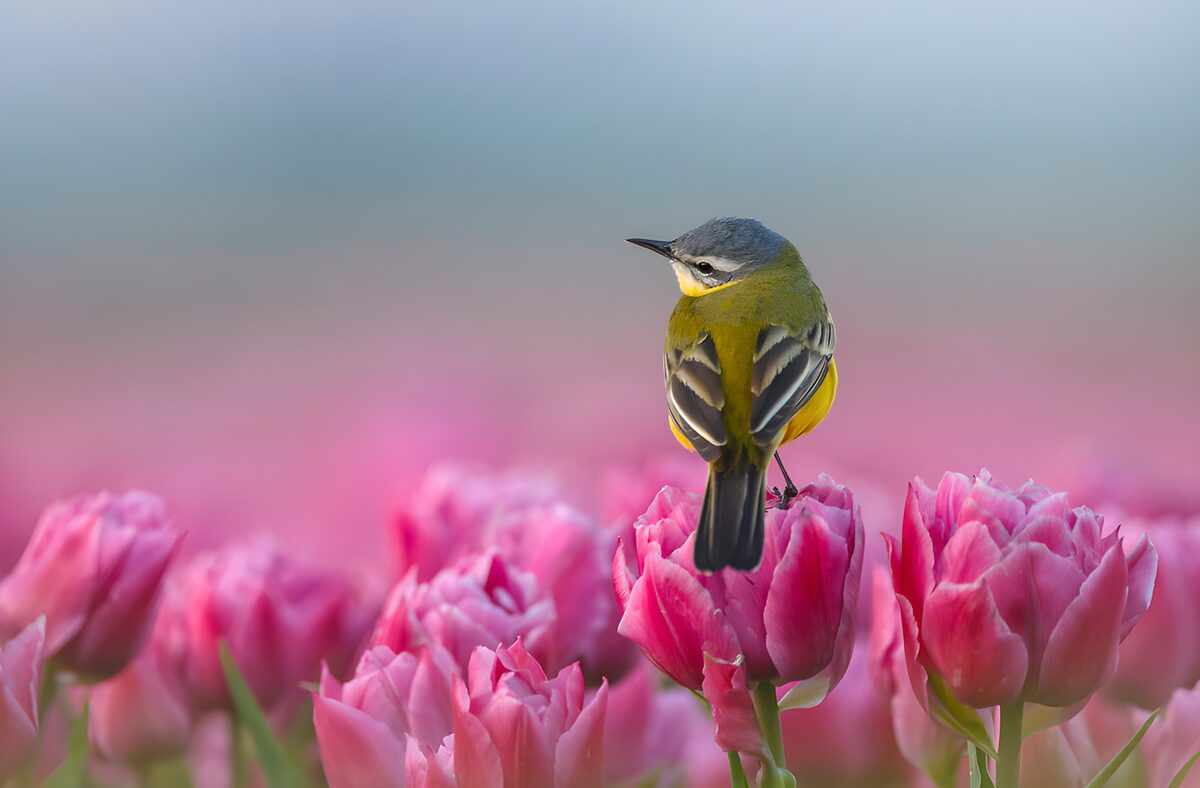 TPFR79474: Oiseau coloré parmi les tulipes roses