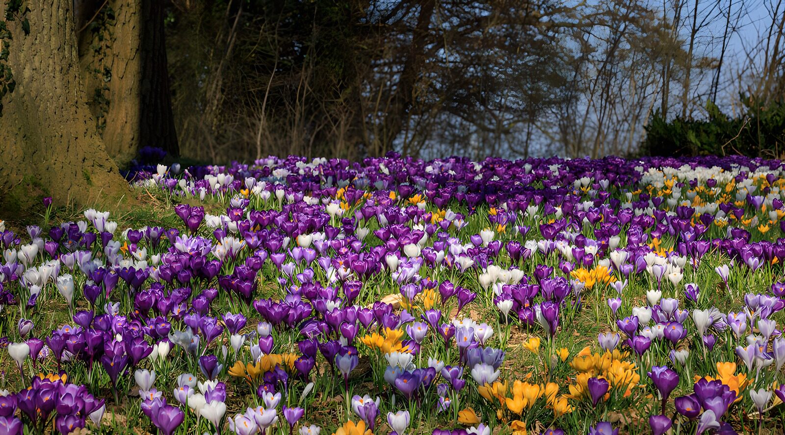 TPFR93409: Champ de crocus coloré au printemps