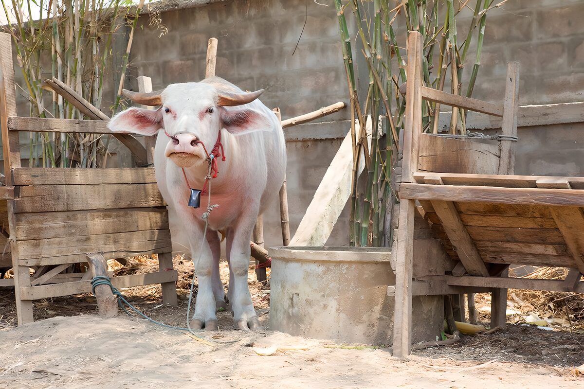 TPFR34377: Vache paisible dans une cour rustique
