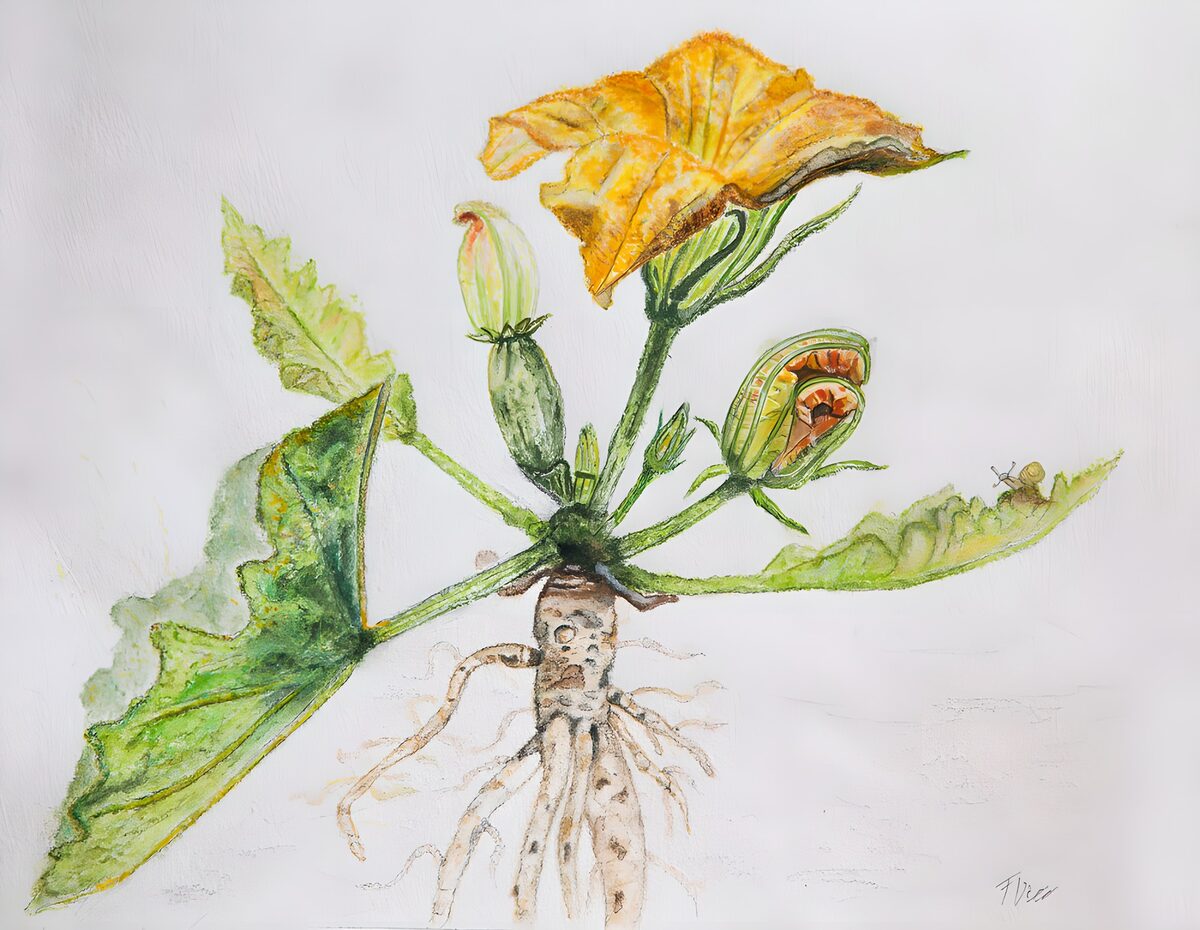 Fleur de courgette et racines