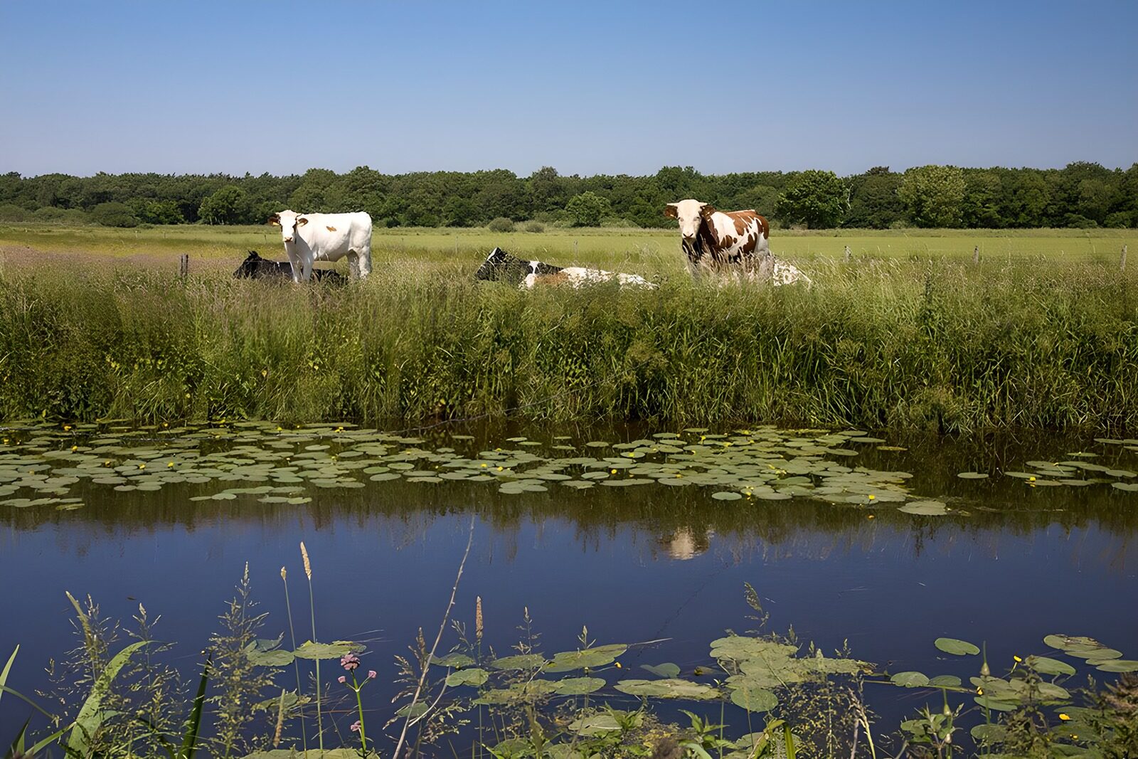 TPFR10624: Vaches au bord de l'étang