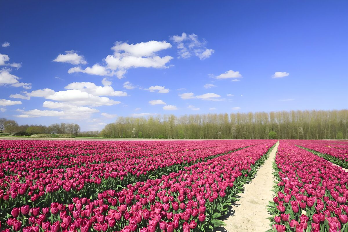 Champs de tulipes sous un ciel bleu