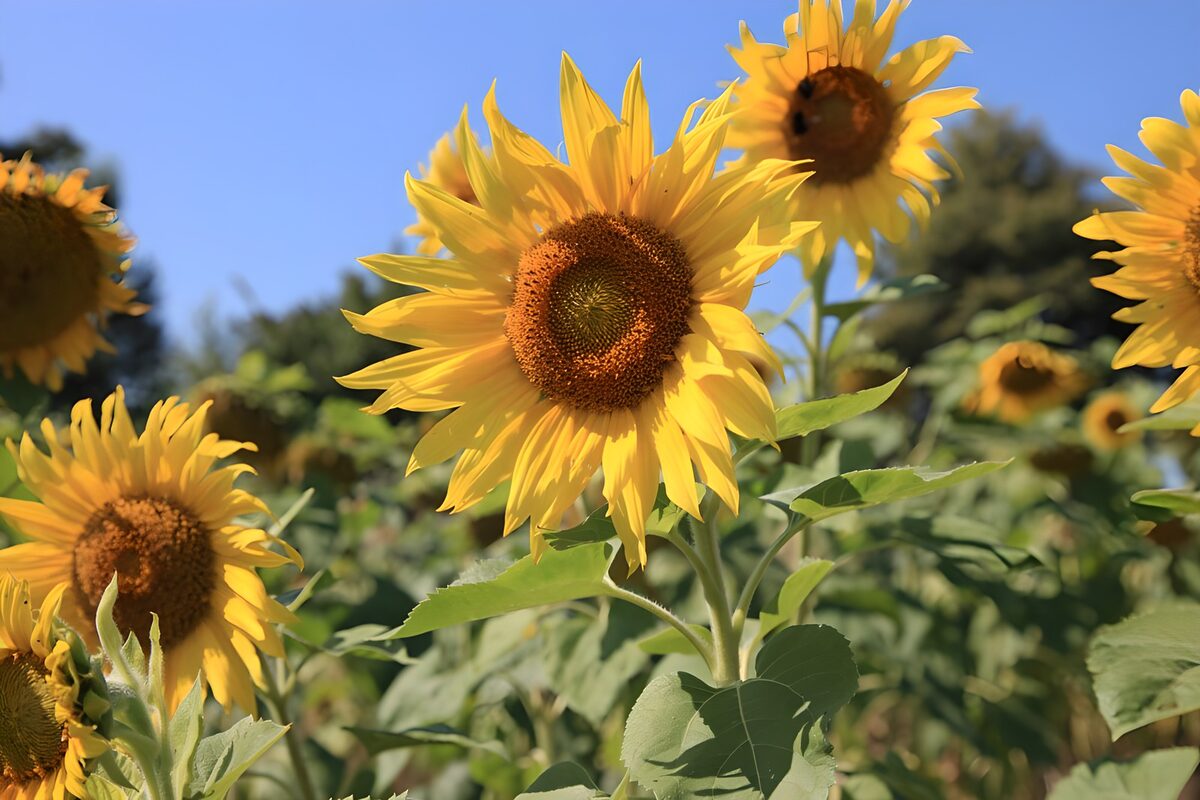 TPFR28634: Champs de tournesols en fleur