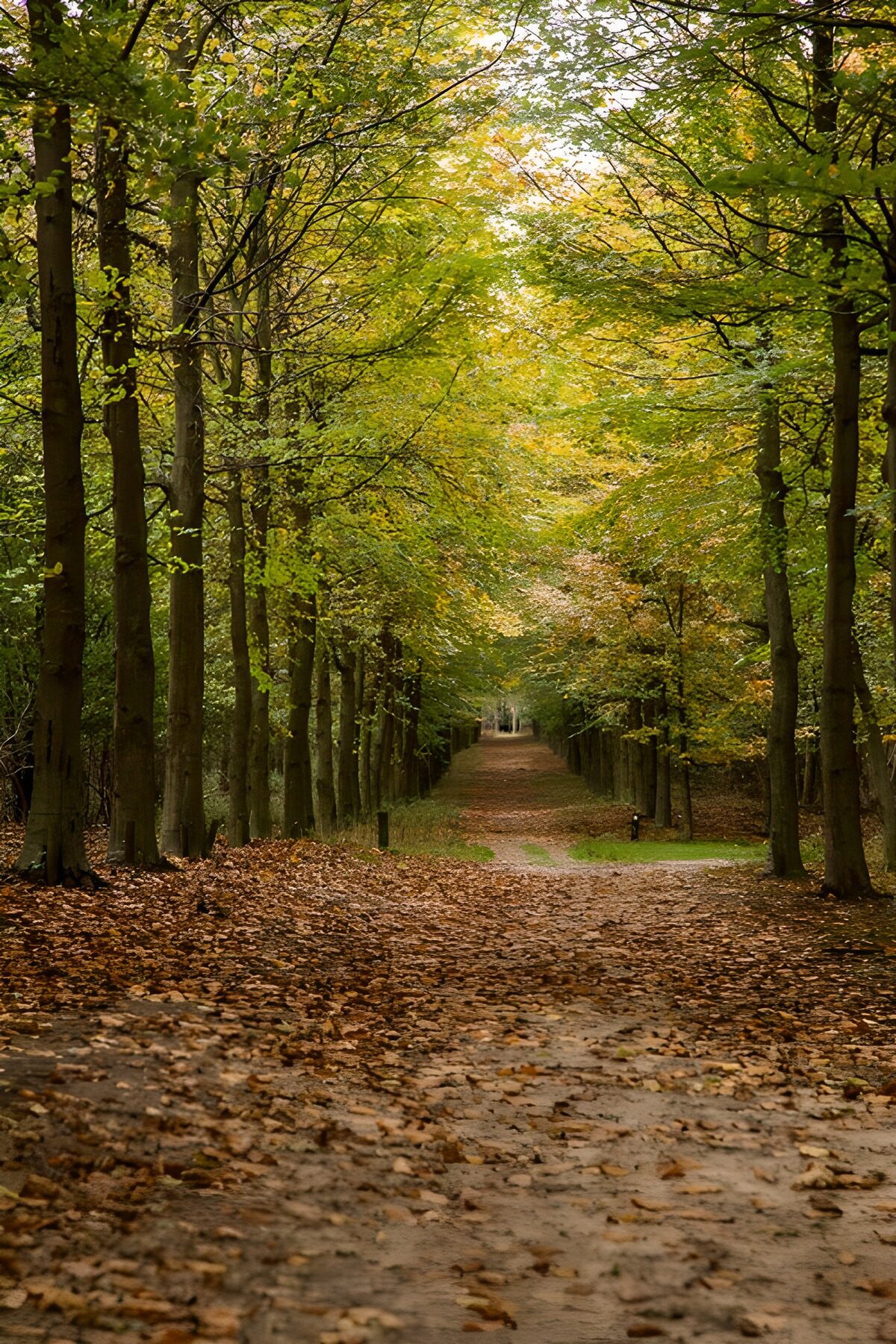 TPFR69773: Chemin tranquille au cœur de la forêt