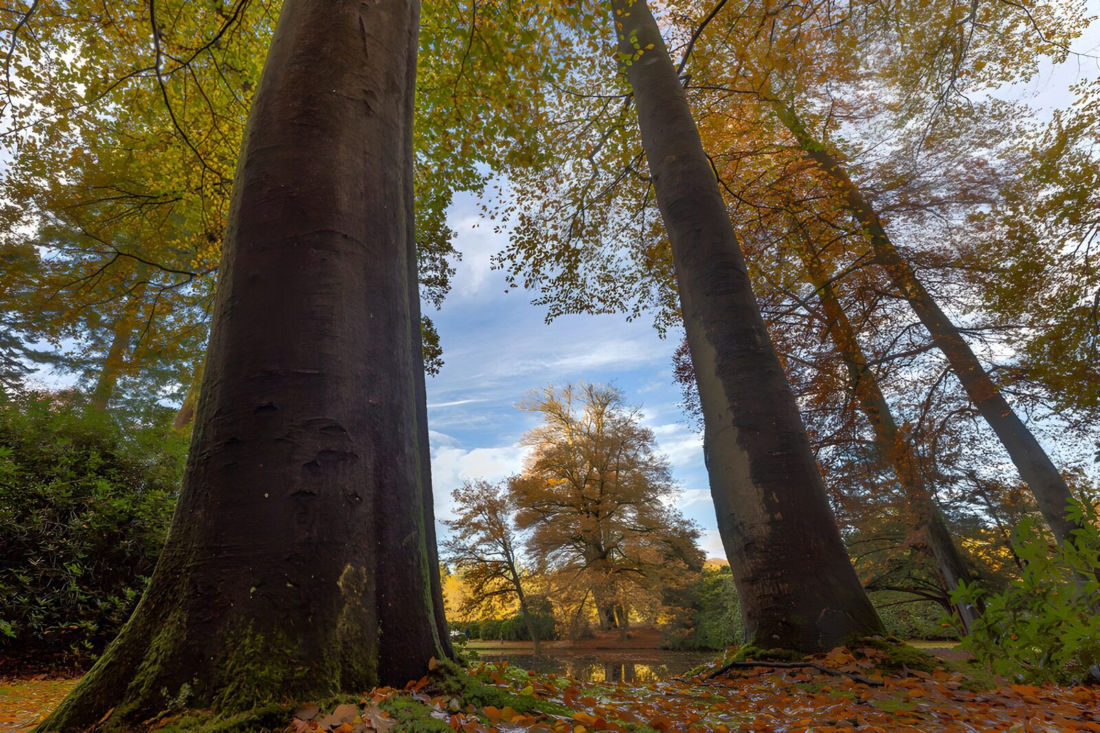 TPFR36506: Forêt d'automne sous un ciel bleu