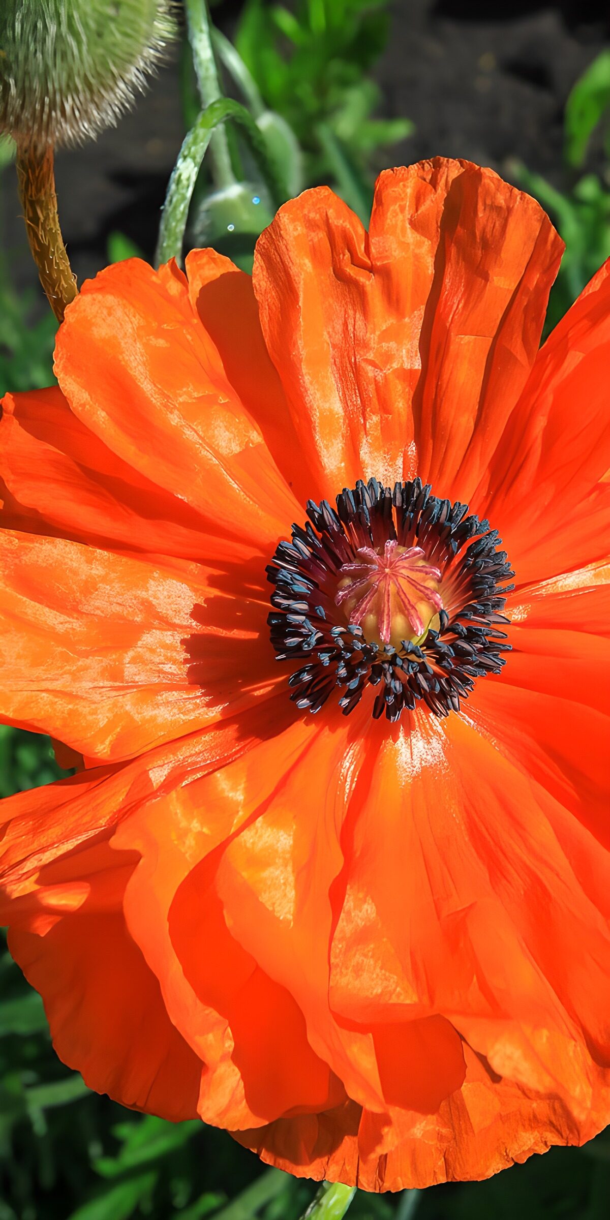 TPFR81206: Fleur éclatante d'orange