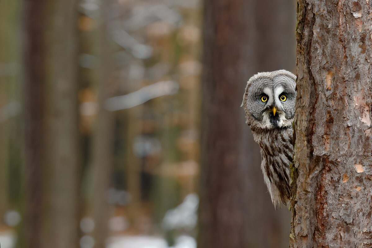Hibou curieux dans la forêt