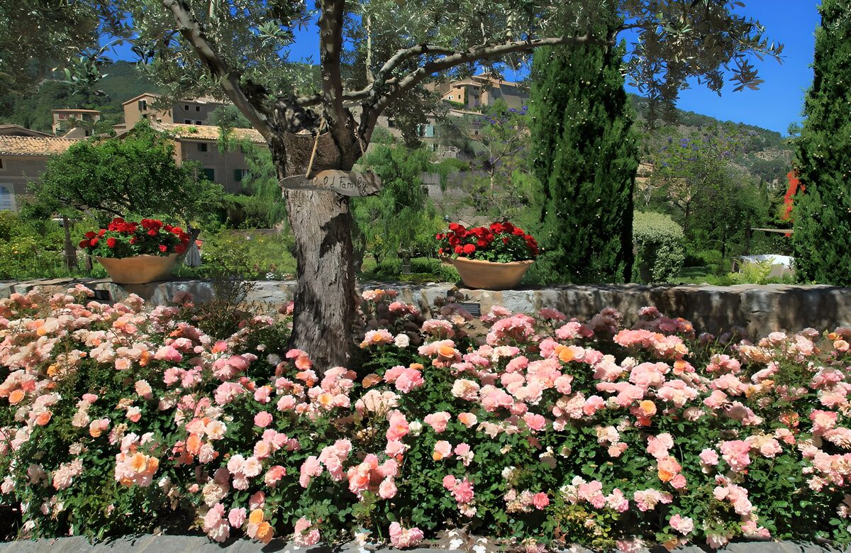TPFR39636: Jardin fleuri sous un olivier