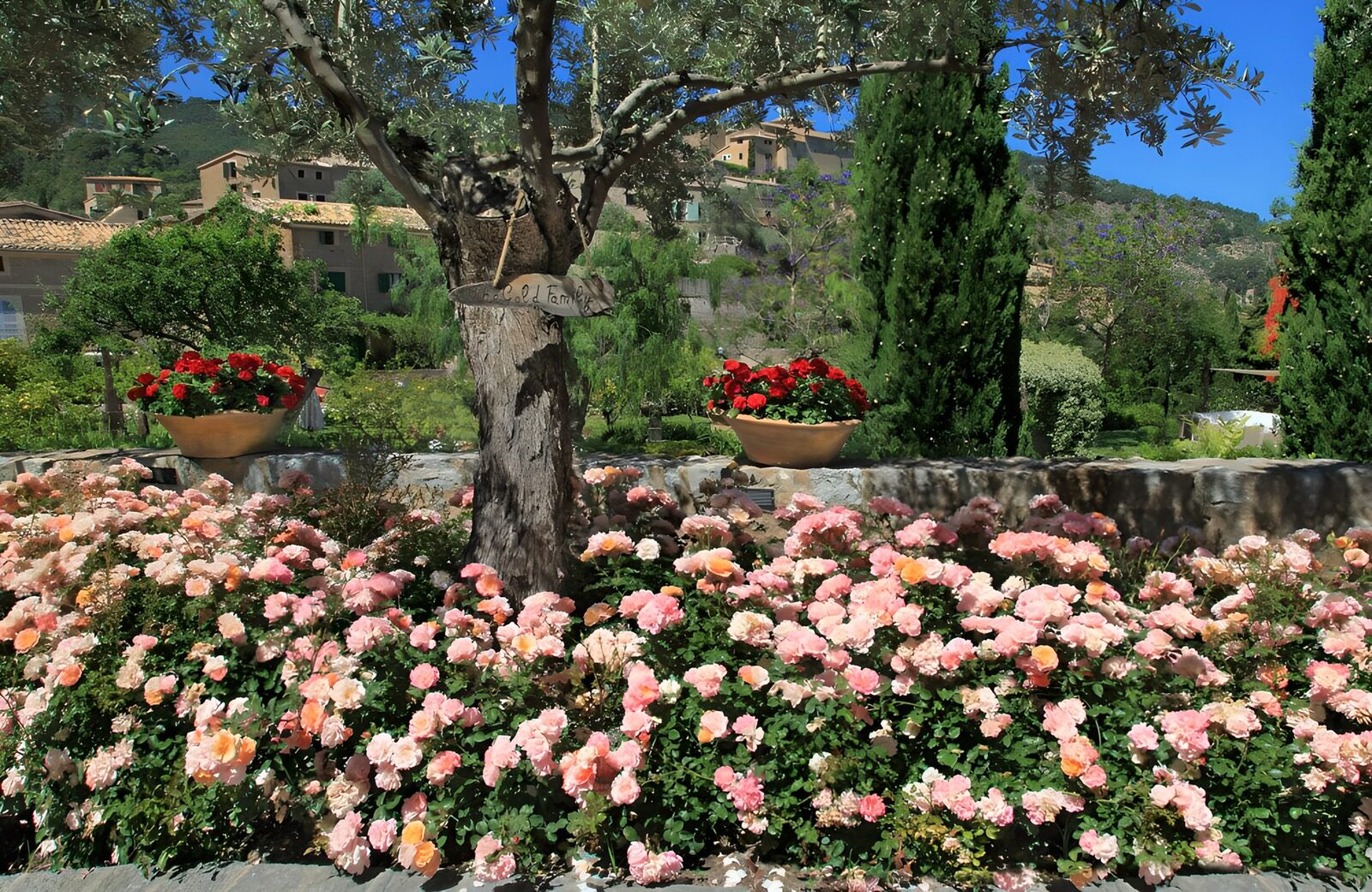TPFR39636: Jardin fleuri sous un olivier