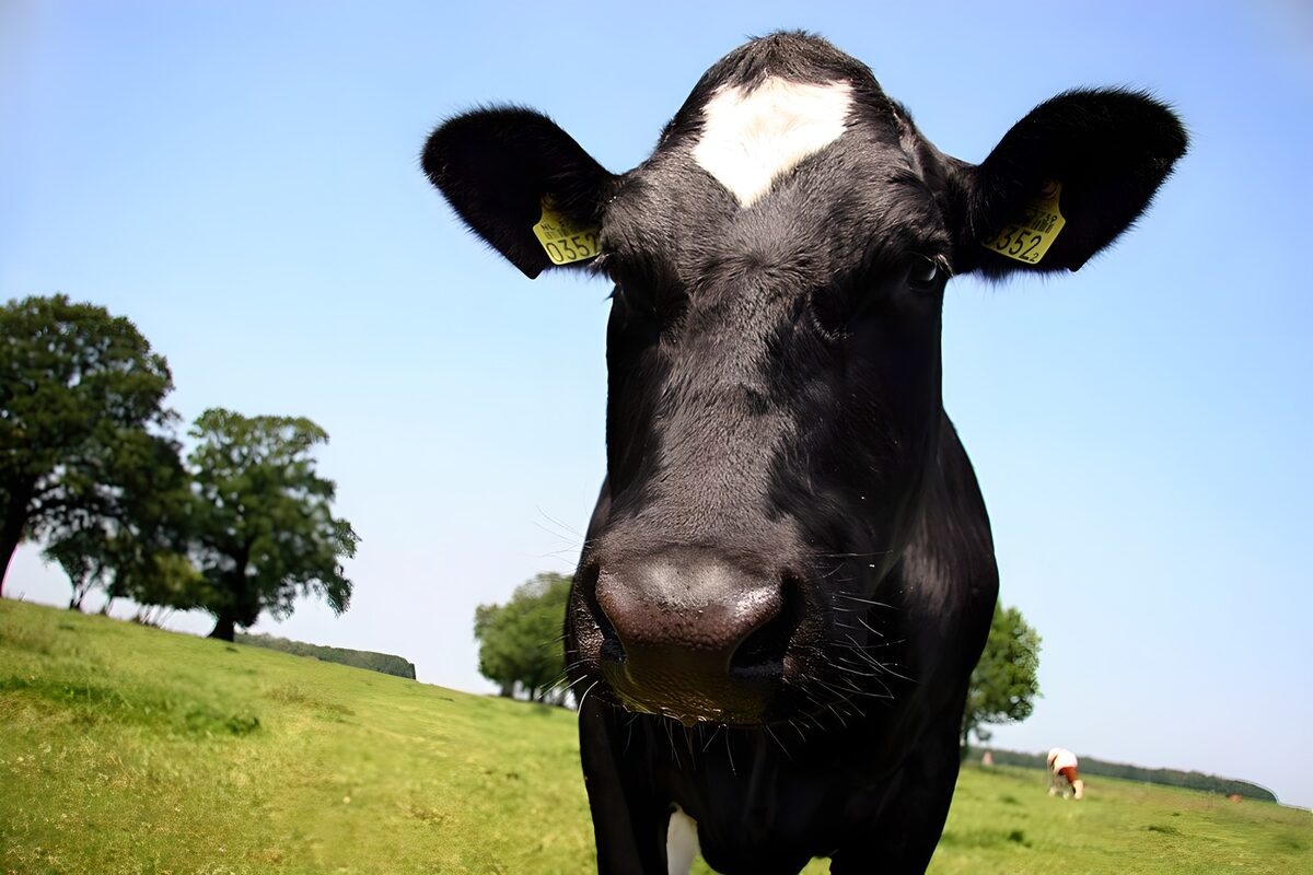 TPFR12476: Vache dans un champ verdoyant