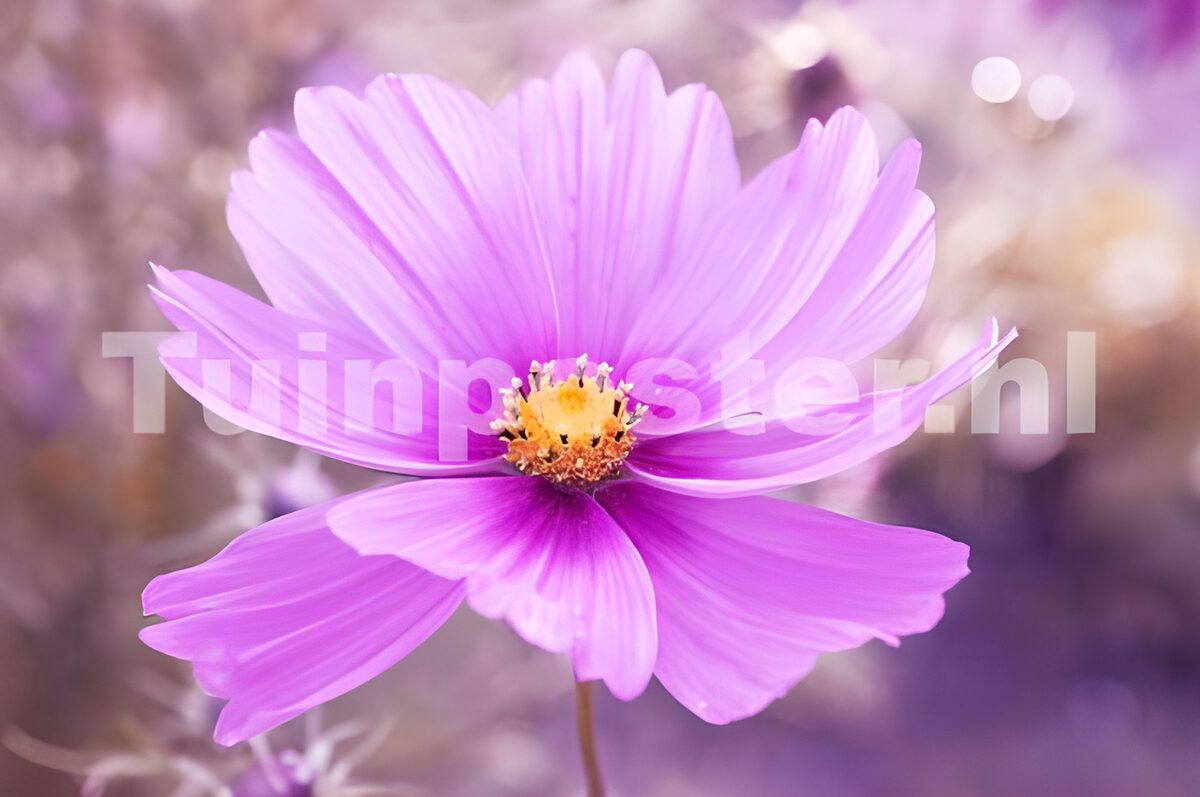 Photo de fleurs 98