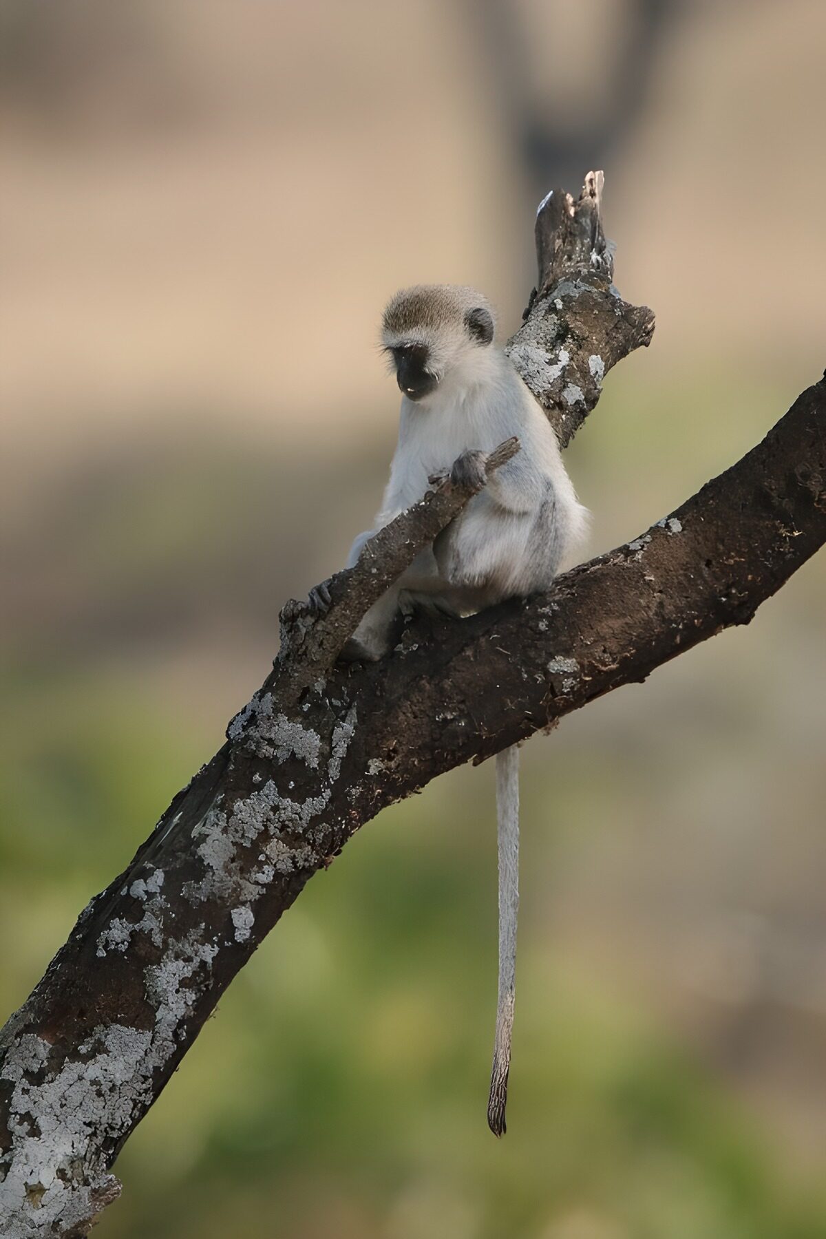 Singe en équilibre sur une branche
