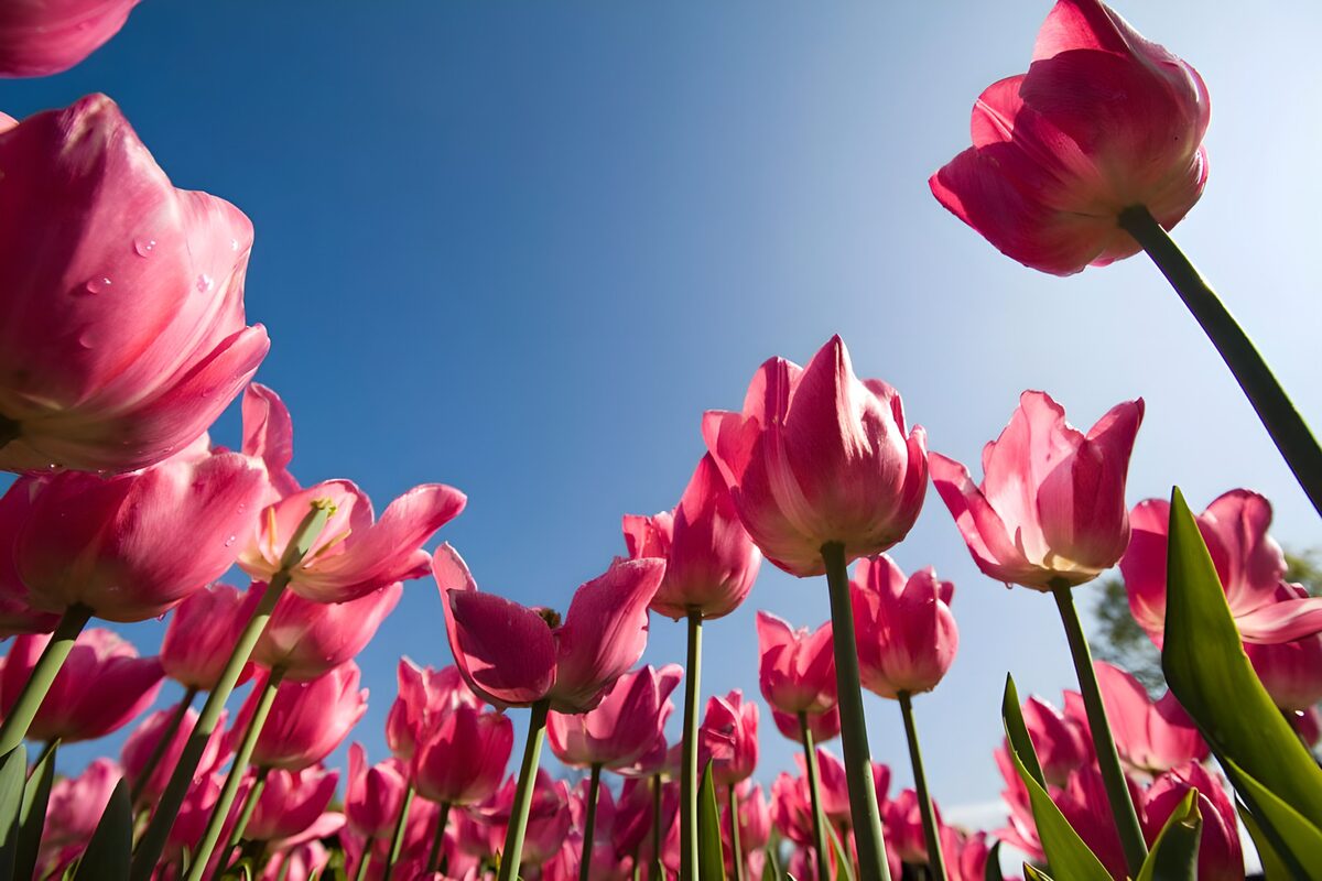 Photo de fleurs 15