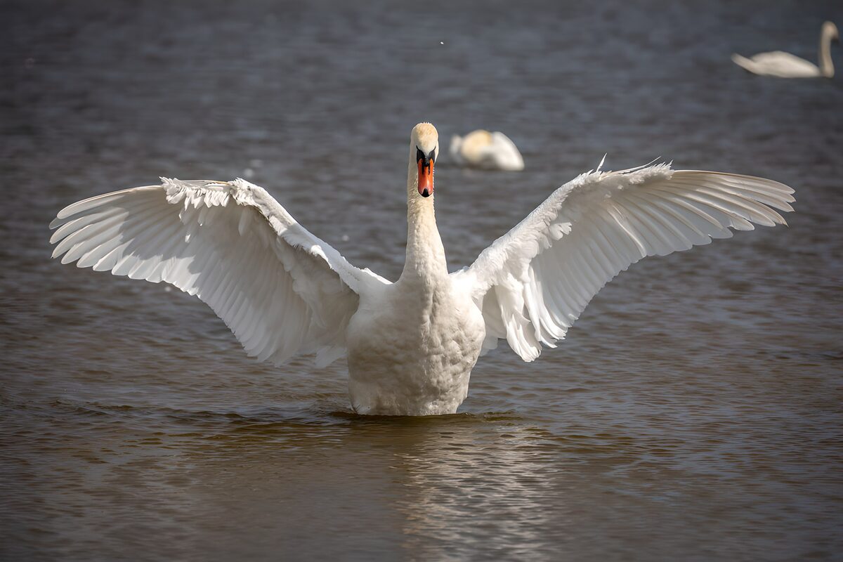 TPFR45738: Cygne majestueux sur l'eau