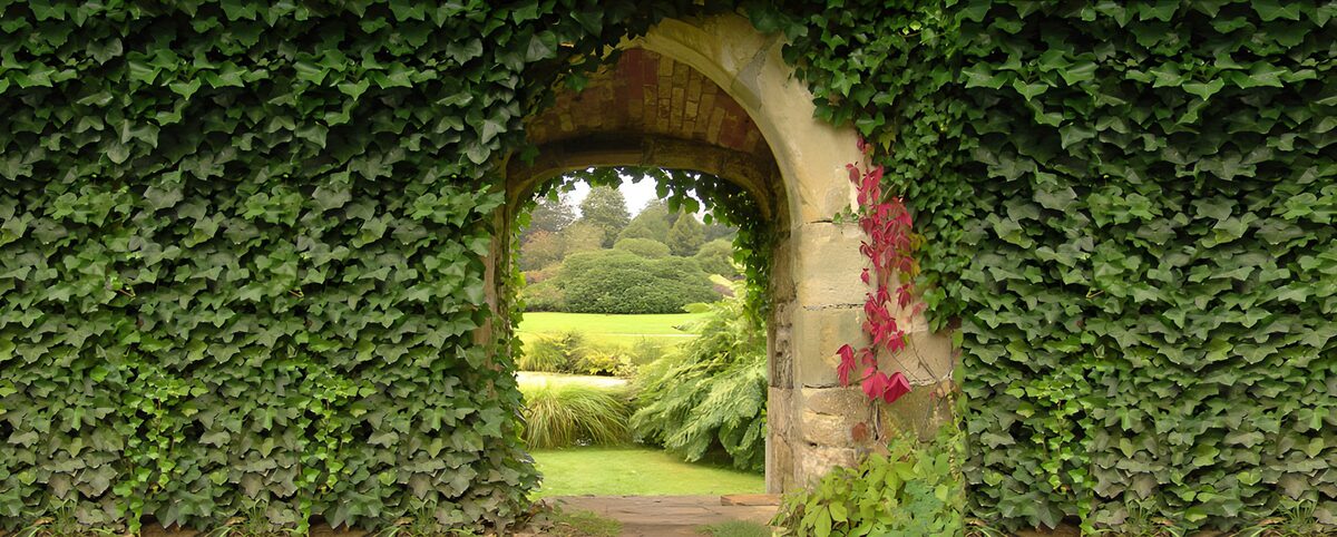 TPFR32312: Portal verdoyant vers le jardin