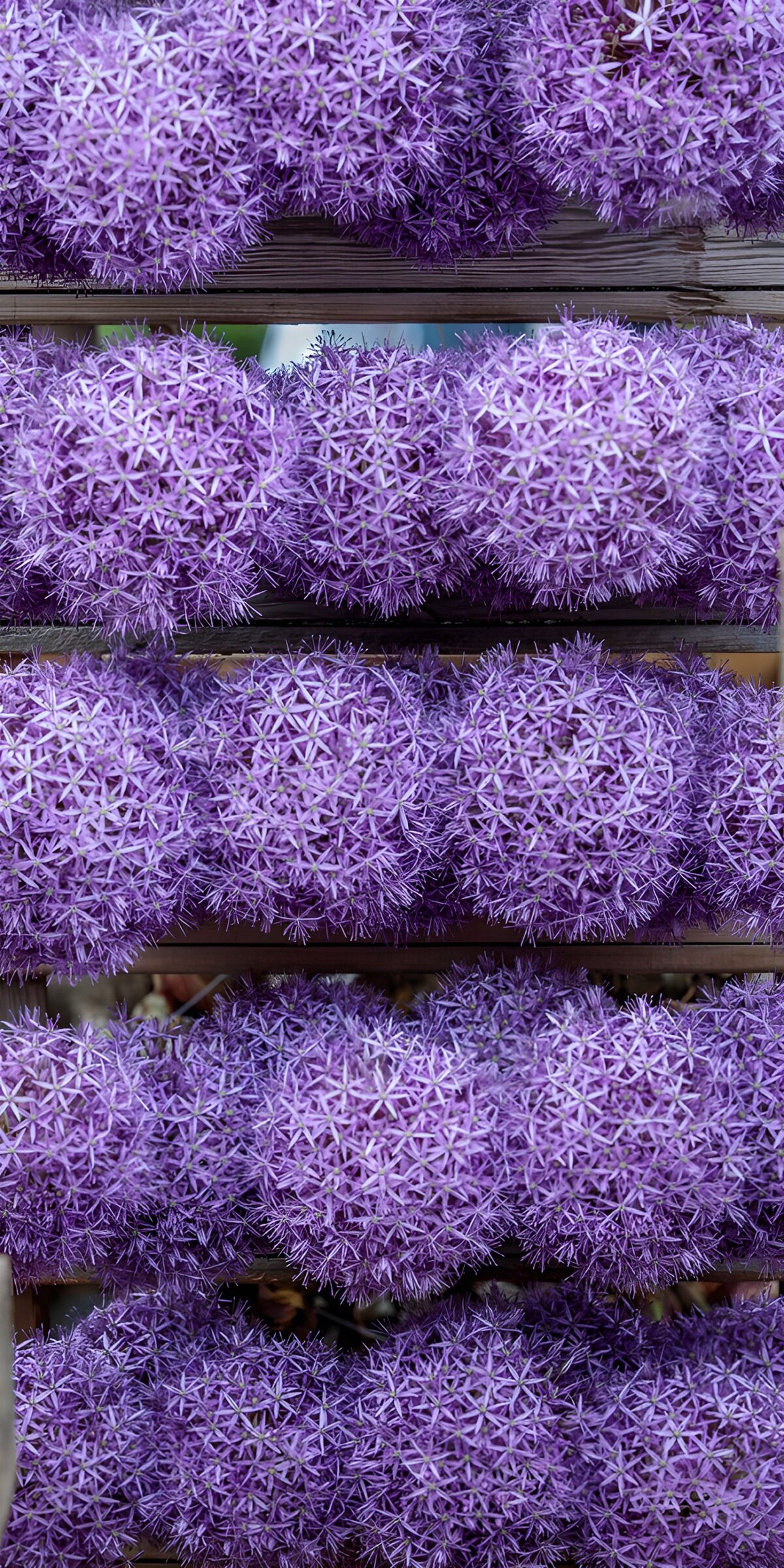 TPFR45413: Boules de fleurs violettes brillantes
