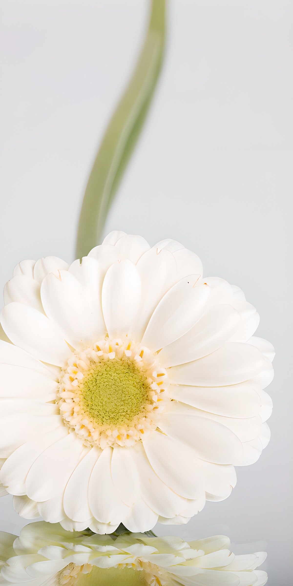 TPFR93883: Fleur blanche élégante