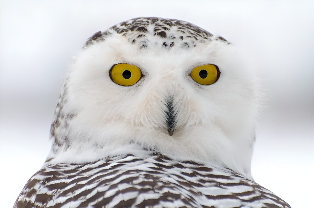 Hibou des neiges majestueux