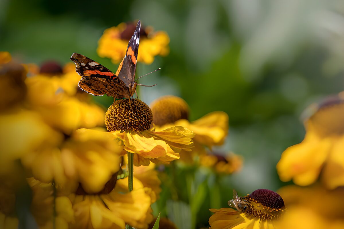 Papillon sur des fleurs dorées