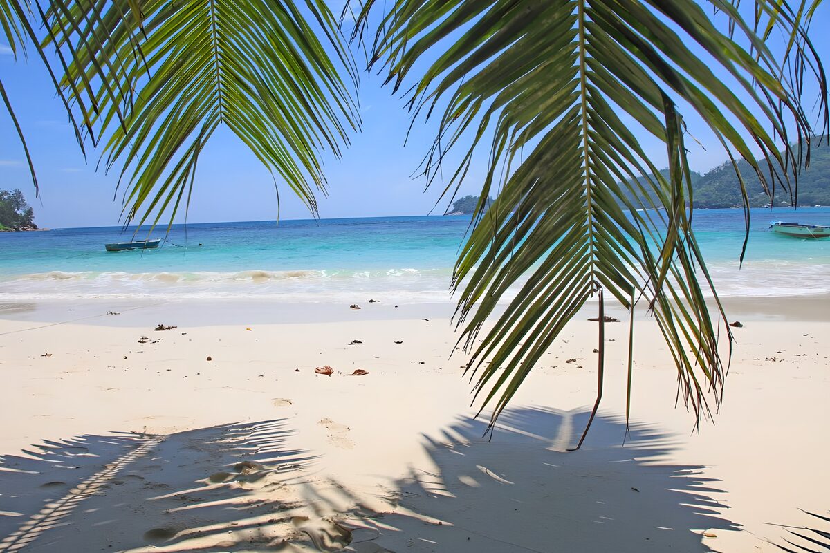 TPFR79727: Plage paradisiaque sous les palmiers