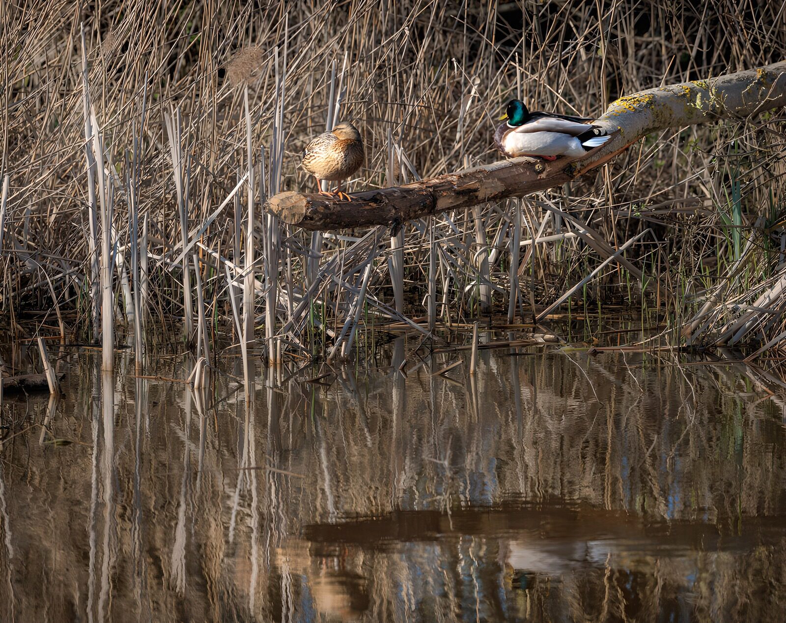 TPFR35362: Canards au bord de l'eau