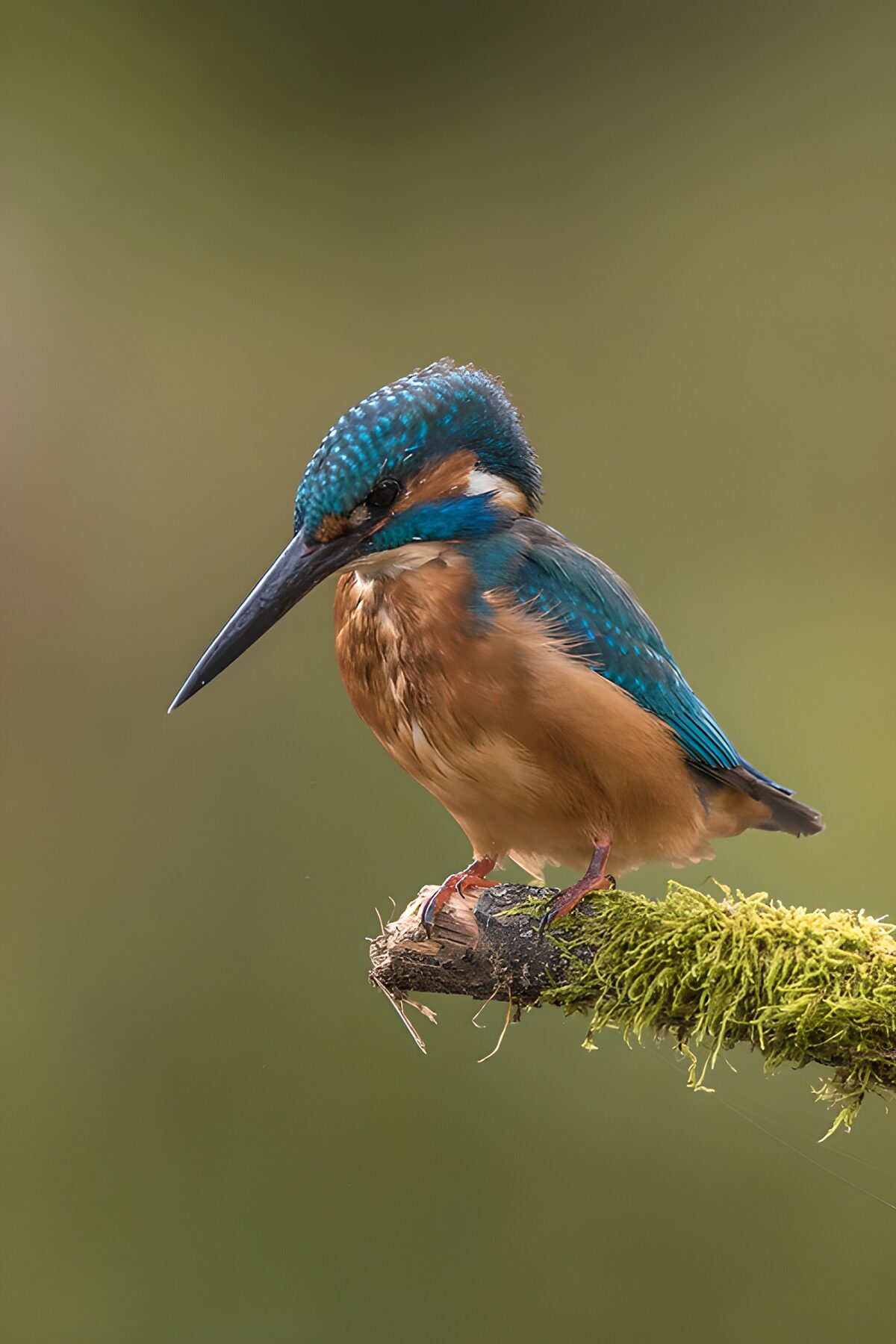 Martin-pêcheur élégant sur une branche