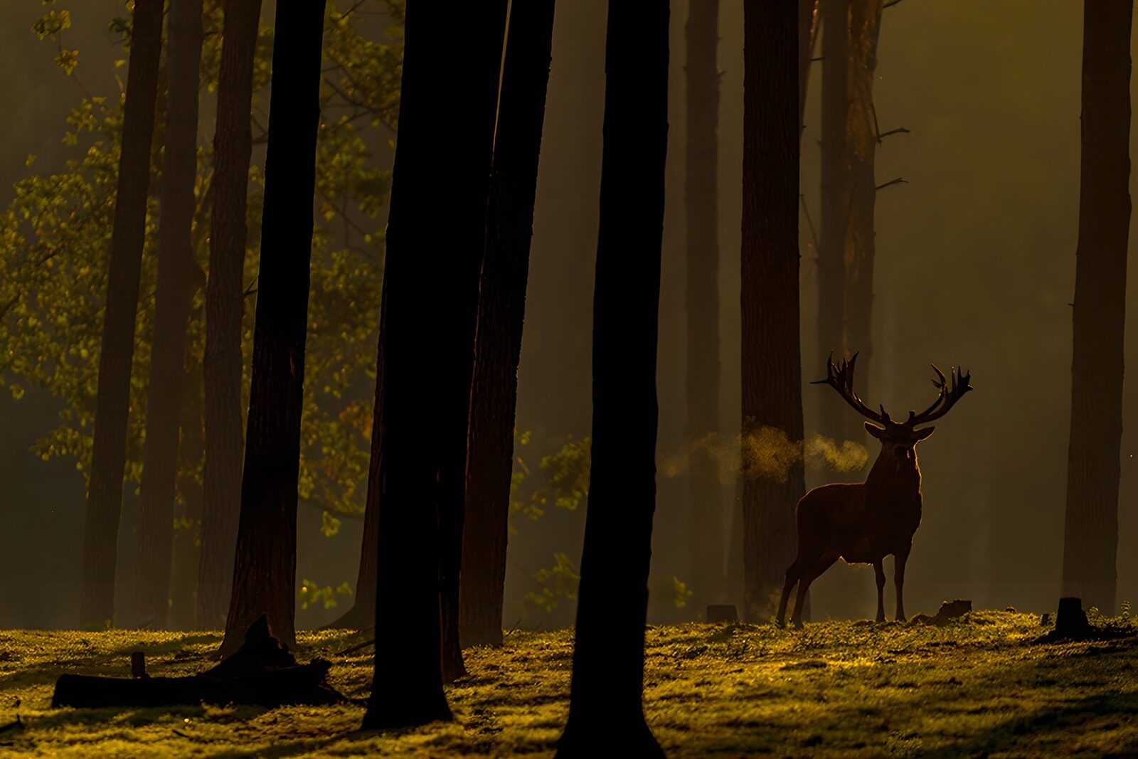 TPFR52733: Le cerf dans la brume dorée