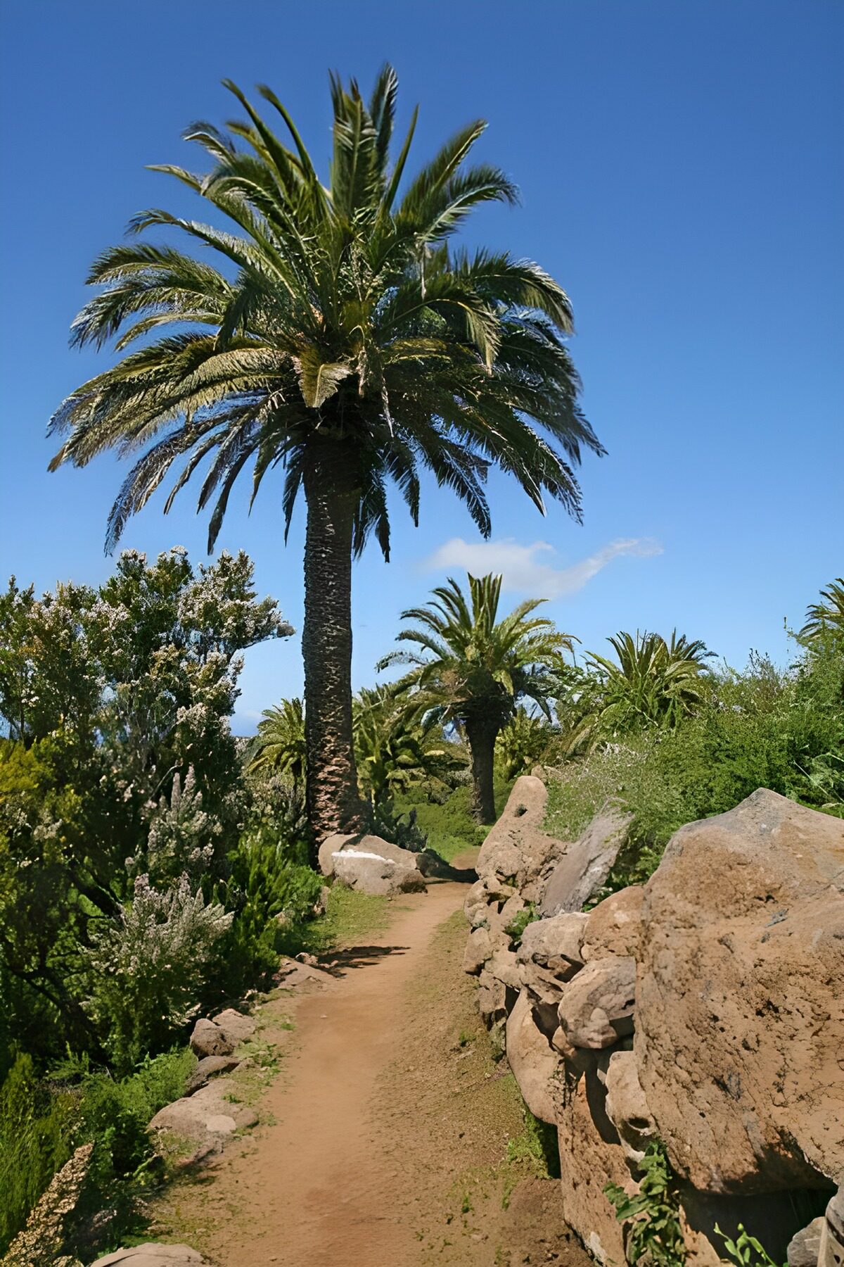 TPFR78707: La Gomera 40
