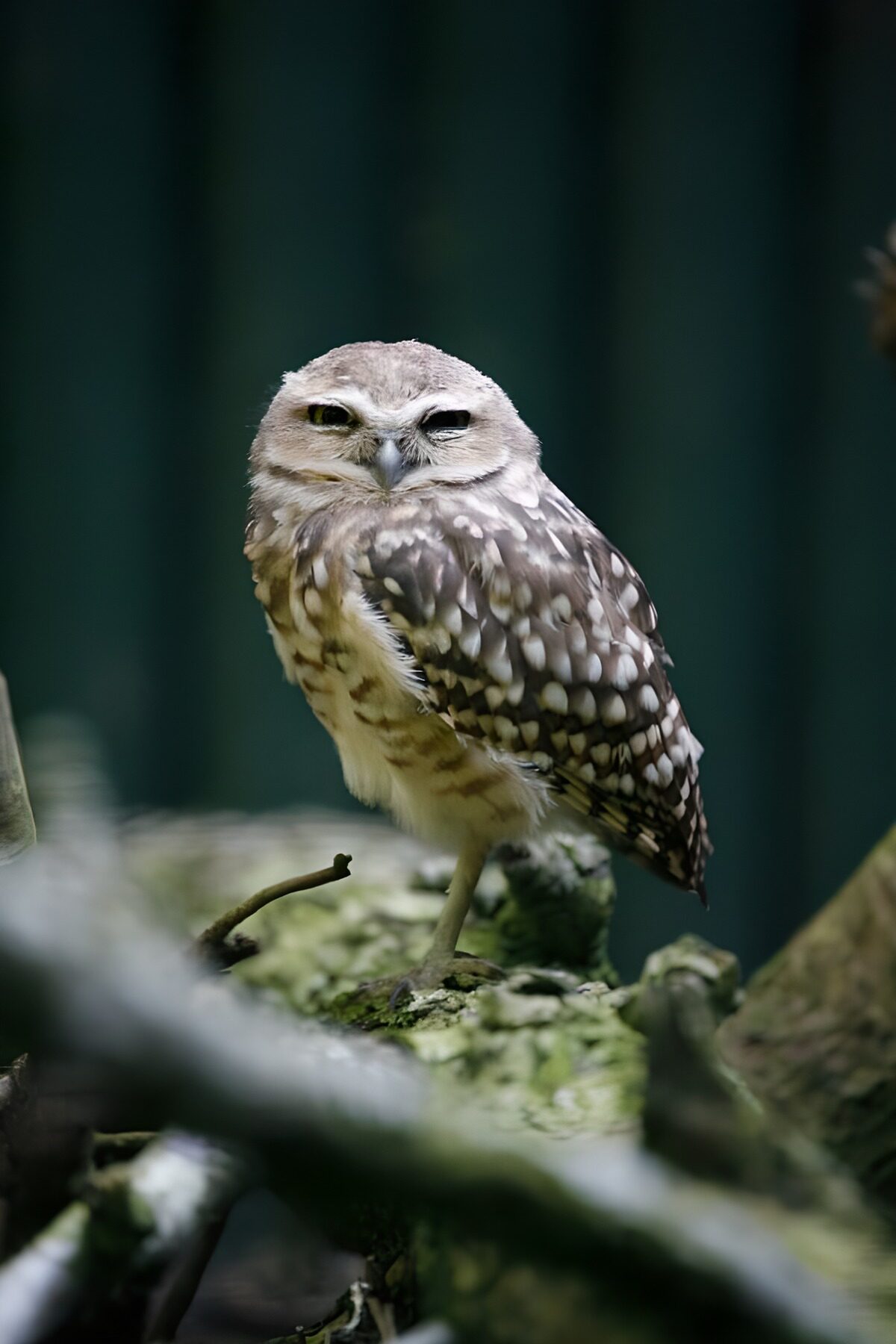 TPFR61168: Hibou des terriers sur une branche