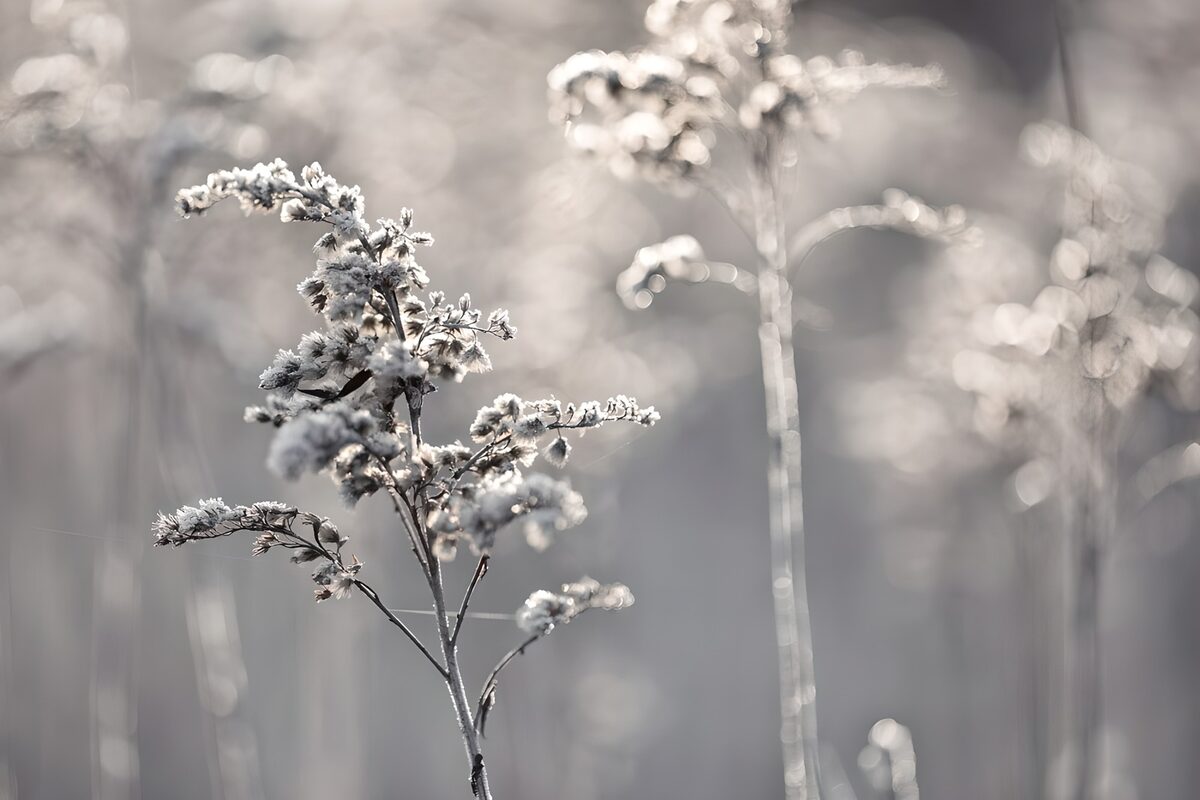 Fleurs gelées au crépuscule