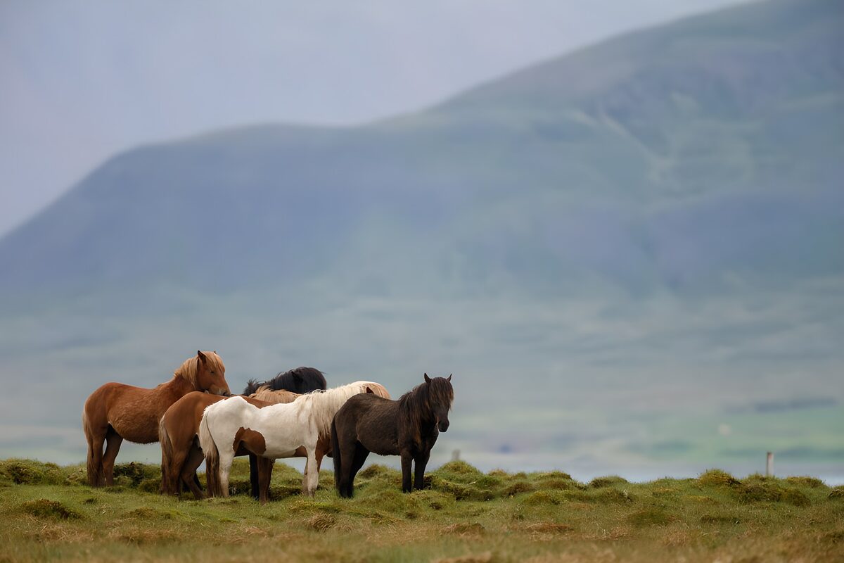 TPFR85024: Chevaux dans un paysage serein
