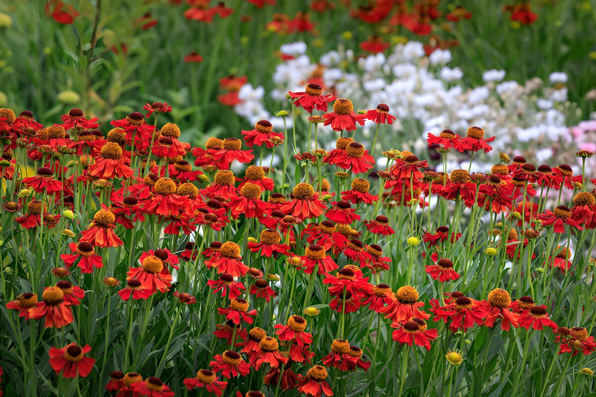 TPFR58990: Parterre de fleurs rouges éclatantes