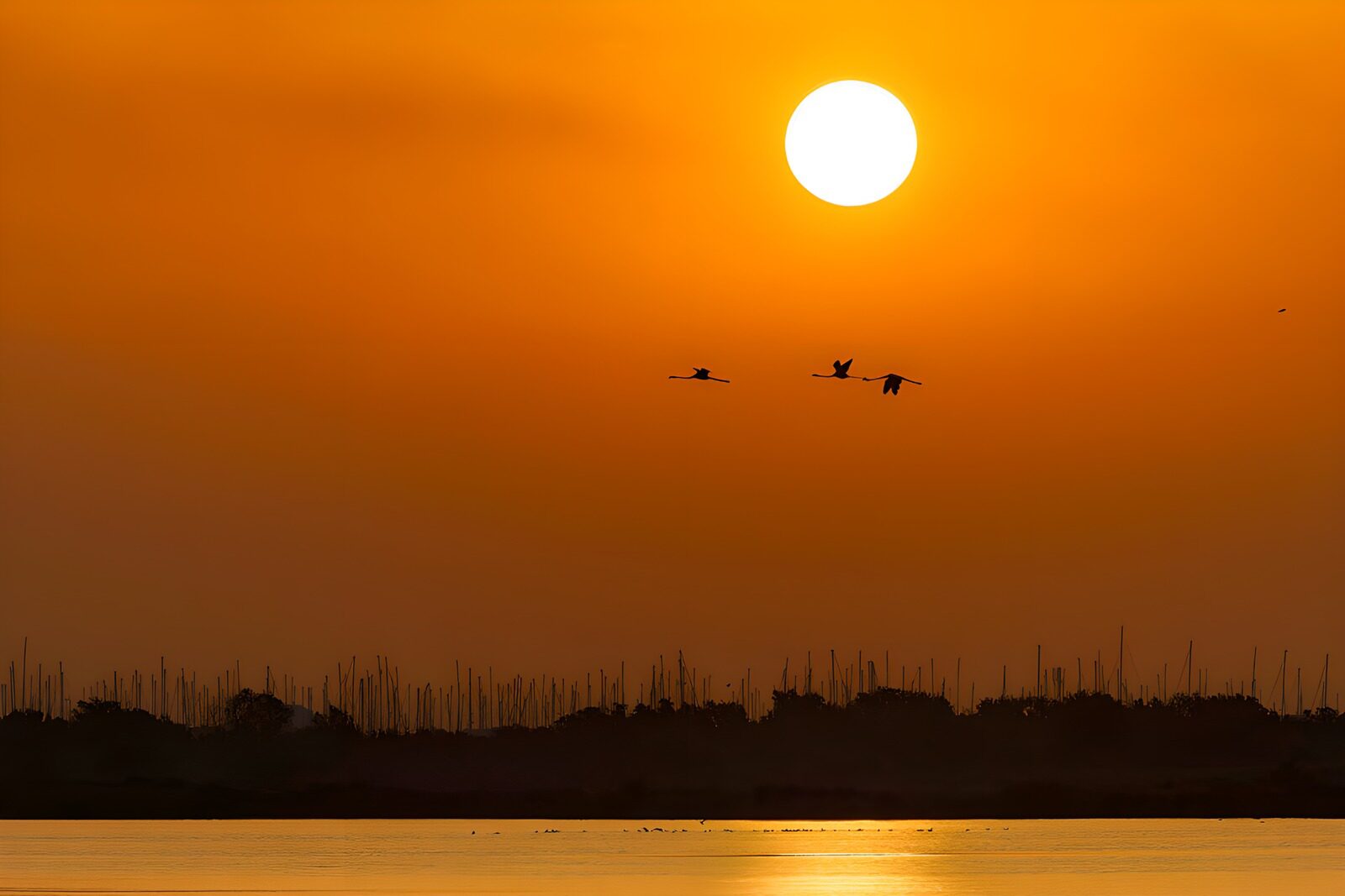 TPFR41313: Coucher de soleil majestueux sur l'étang