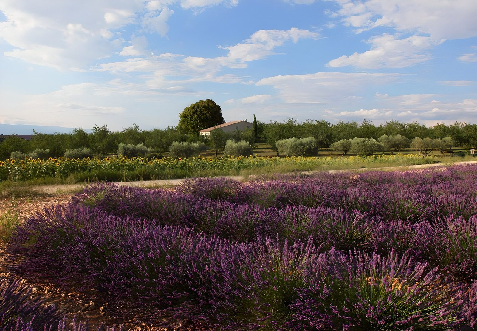 TPFR53327: Champs de lavande en Provence en été