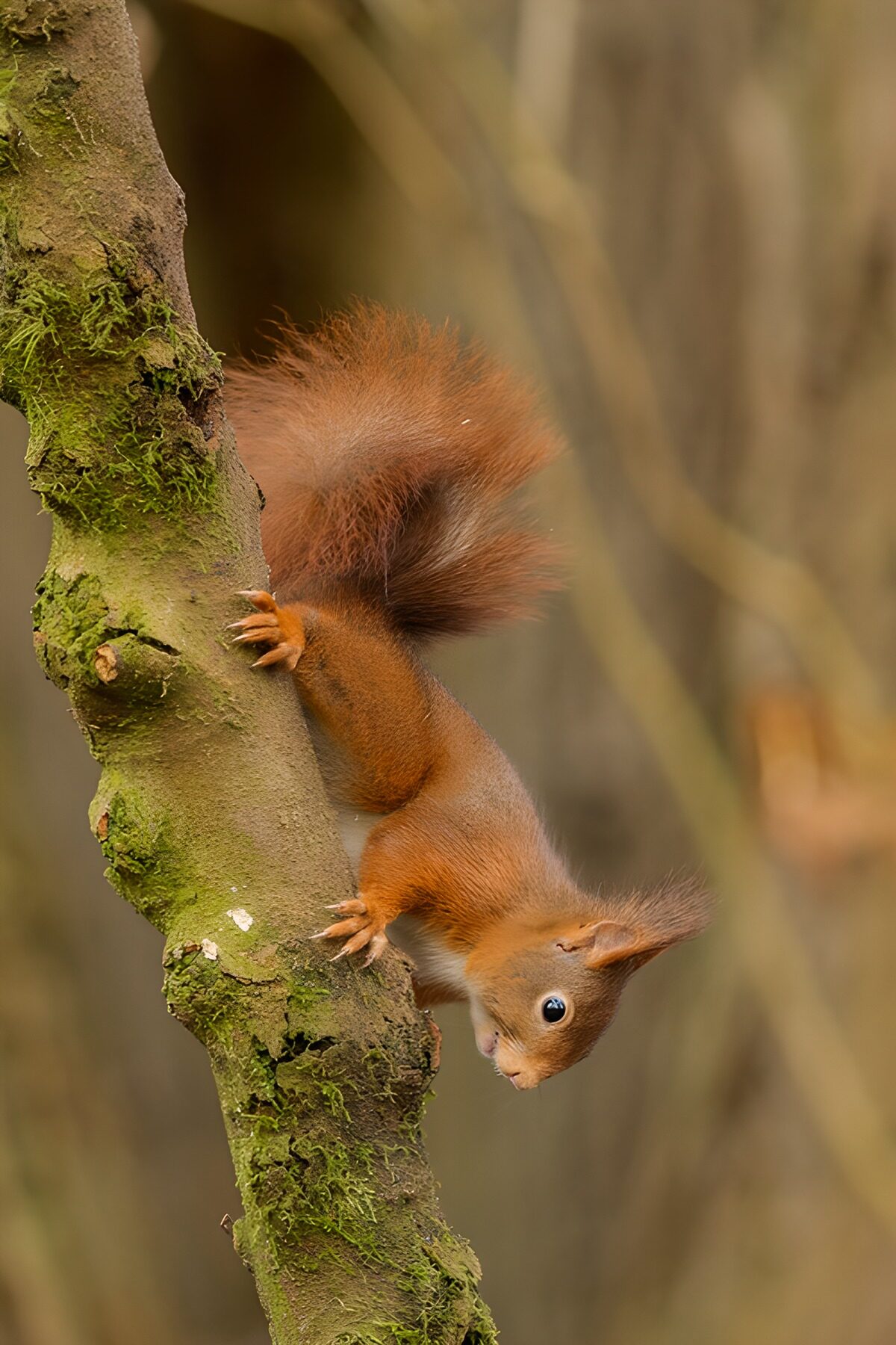 Écureuil agile sur l'arbre