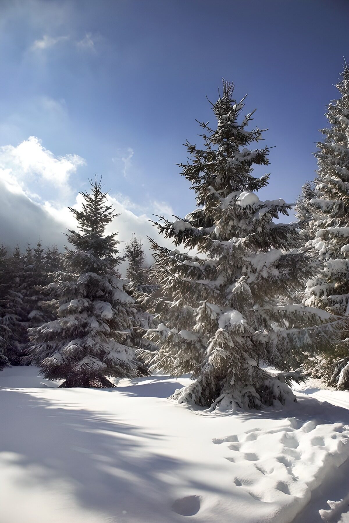 Forêt enneigée sous un ciel bleu