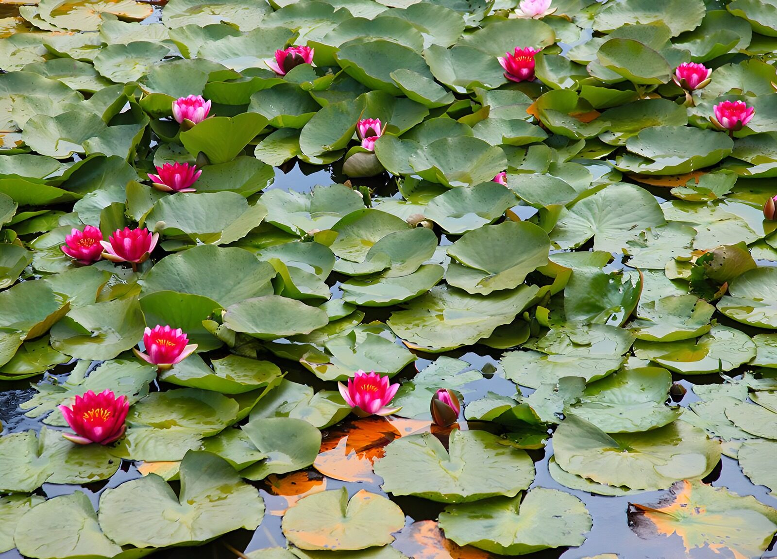 TPFR67121: Nénuphars en fleur sur un étang paisible