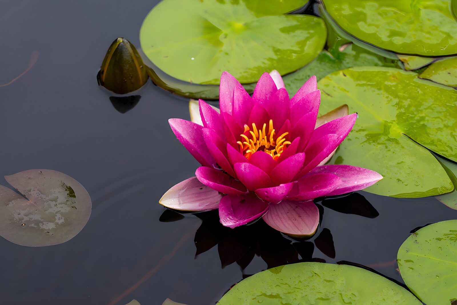 TPFR51908: Fleur de lotus éclatante sur l'eau