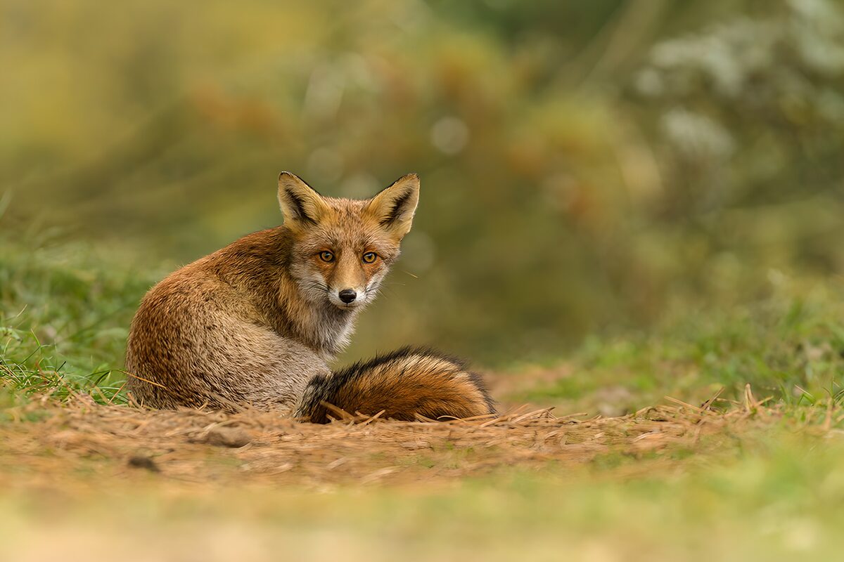 Renard dans son habitat naturel