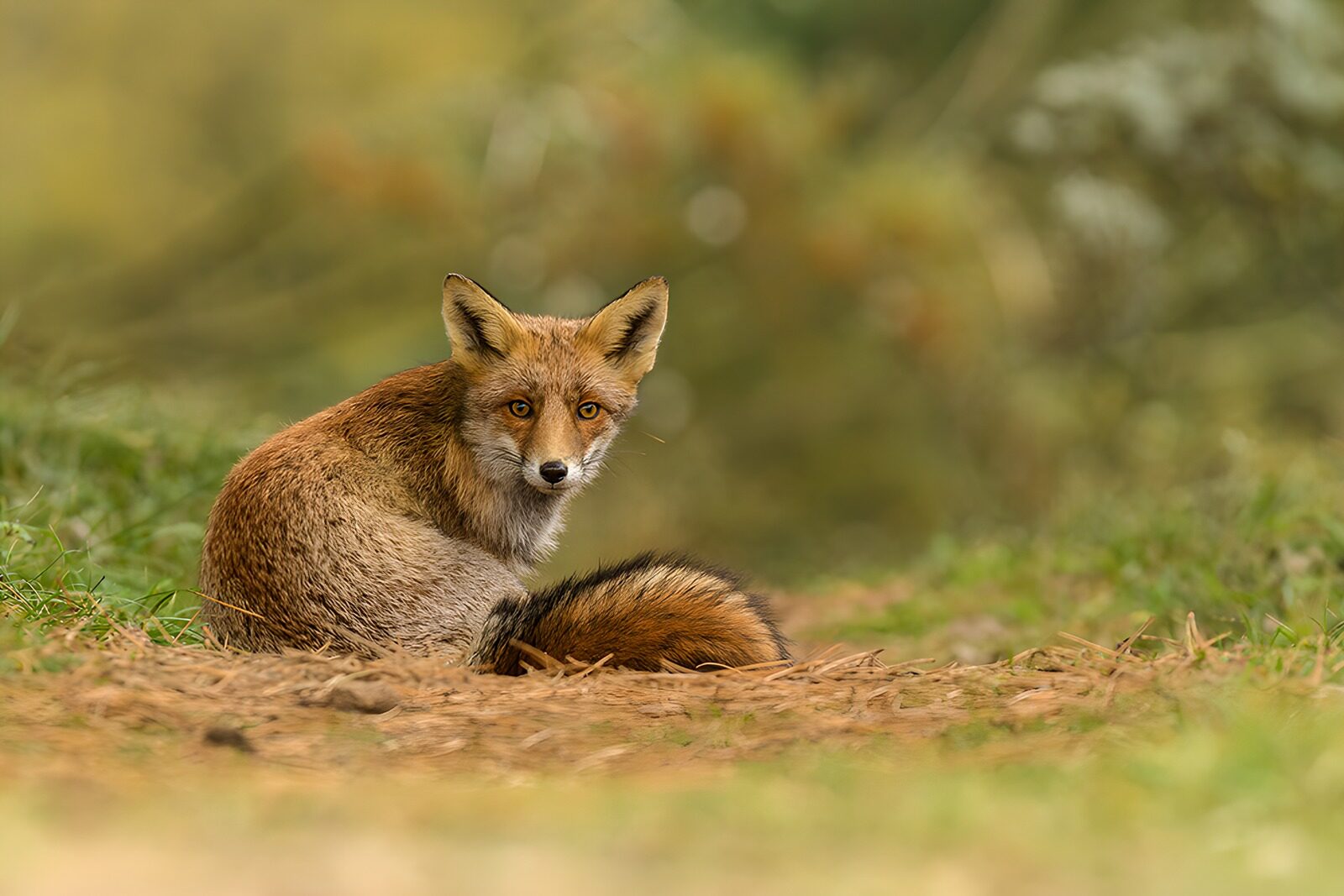TPFR34650: Renard dans son habitat naturel