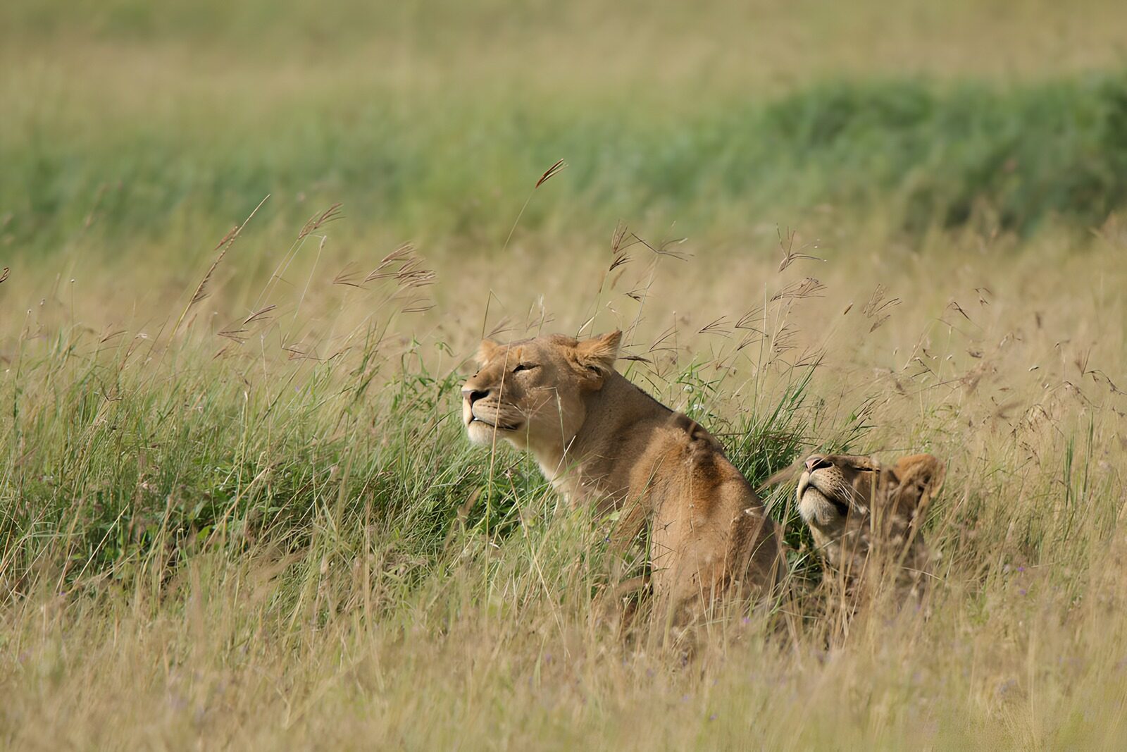 TPFR72949: Lions se reposant dans l'herbe
