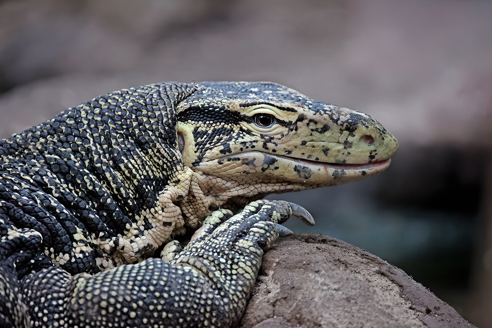 TPFR81817: Lézard majestueux en détail